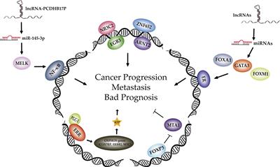 Editorial: Transcription Factors Drivers of Malignancy, Progression and Poor Outcomes in Breast Cancer